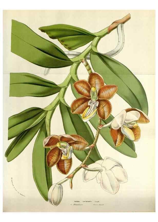 Reproducción/Reproduction 49584830662: Flore des serres et des jardins de l'Europe. A Gand :chez Louis van Houtte, eÌditeur,1845-1880.. 