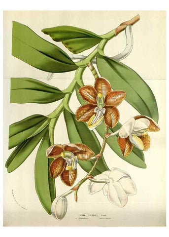 Reproducción/Reproduction 49584830662: Flore des serres et des jardins de l'Europe. A Gand :chez Louis van Houtte, eÌditeur,1845-1880.. 