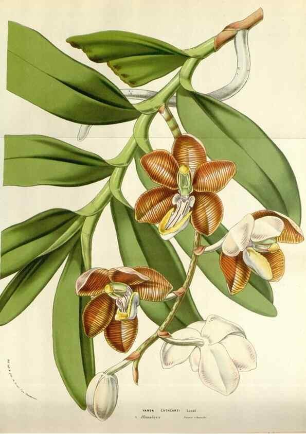 Reproducción/Reproduction 49584830662: Flore des serres et des jardins de l'Europe. A Gand :chez Louis van Houtte, eÌditeur,1845-1880.. 