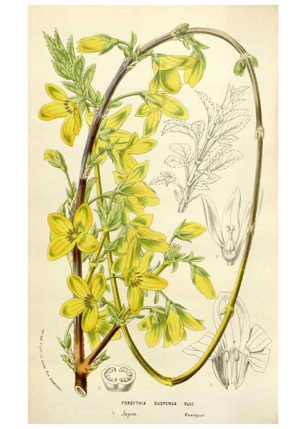 Reproducción/Reproduction 49584599201: Flore des serres et des jardins de l'Europe. A Gand :chez Louis van Houtte, eÌditeur,1845-1880.. 