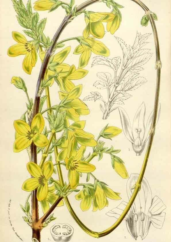 Reproducción/Reproduction 49584599201: Flore des serres et des jardins de l'Europe. A Gand :chez Louis van Houtte, eÌditeur,1845-1880.. 