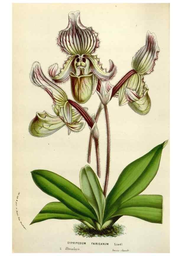 Reproducción/Reproduction 49584827587: Flore des serres et des jardins de l'Europe. A Gand :chez Louis van Houtte, eÌditeur,1845-1880.. 