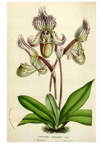 Reproducción/Reproduction 49584827587: Flore des serres et des jardins de l'Europe. A Gand :chez Louis van Houtte, eÌditeur,1845-1880.. 