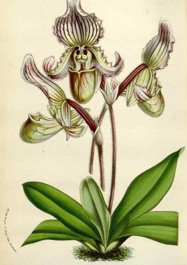 Reproducción/Reproduction 49584827587: Flore des serres et des jardins de l'Europe. A Gand :chez Louis van Houtte, eÌditeur,1845-1880.. 