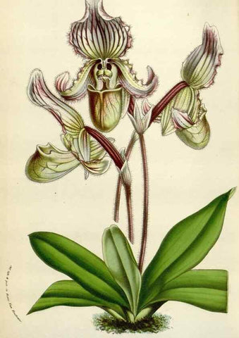 Reproducción/Reproduction 49584827587: Flore des serres et des jardins de l'Europe. A Gand :chez Louis van Houtte, eÌditeur,1845-1880.. 