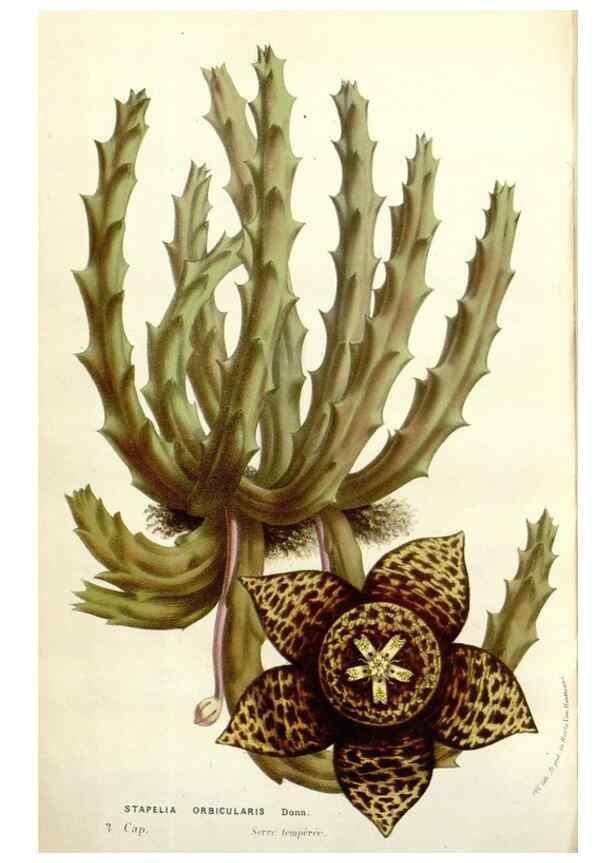 Reproducción/Reproduction 49584836522: Flore des serres et des jardins de l'Europe. A Gand :chez Louis van Houtte, eÌditeur,1845-1880.. 