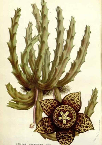 Reproducción/Reproduction 49584836522: Flore des serres et des jardins de l'Europe. A Gand :chez Louis van Houtte, eÌditeur,1845-1880.. 