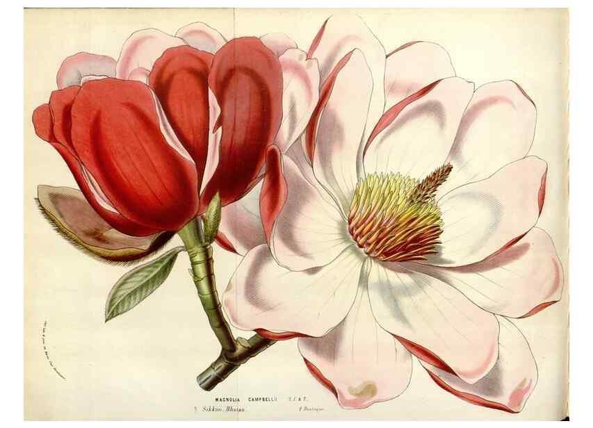 Reproducción/Reproduction 49584836737: Flore des serres et des jardins de l'Europe. A Gand :chez Louis van Houtte, eÌditeur,1845-1880.. 