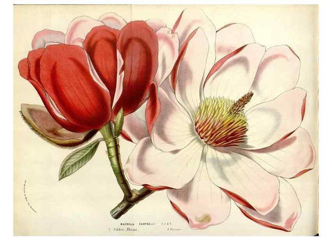 Reproducción/Reproduction 49584836737: Flore des serres et des jardins de l'Europe. A Gand :chez Louis van Houtte, eÌditeur,1845-1880.. 