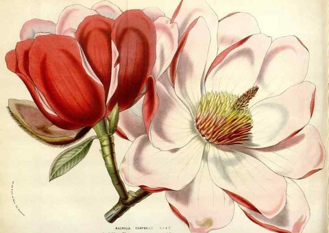 Reproducción/Reproduction 49584836737: Flore des serres et des jardins de l'Europe. A Gand :chez Louis van Houtte, eÌditeur,1845-1880.. 