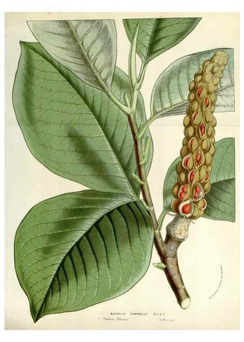 Reproducción/Reproduction 49584605266: Flore des serres et des jardins de l'Europe. A Gand :chez Louis van Houtte, eÌditeur,1845-1880.. 