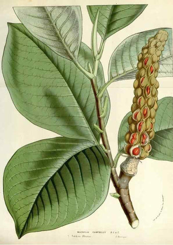 Reproducción/Reproduction 49584605266: Flore des serres et des jardins de l'Europe. A Gand :chez Louis van Houtte, eÌditeur,1845-1880.. 