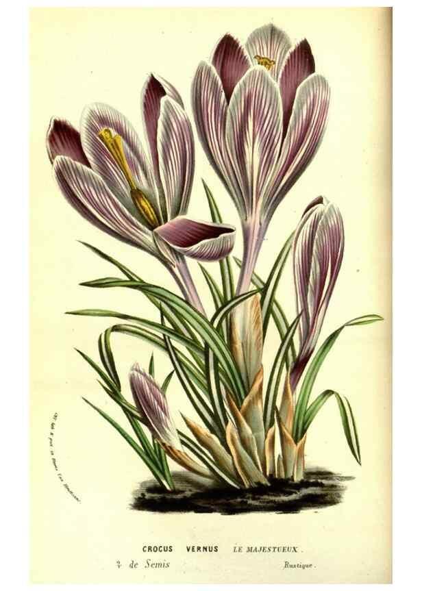 Reproducción/Reproduction 49587838487: Flore des serres et des jardins de l'Europe. A Gand :chez Louis van Houtte, eÌditeur,1845-1880.. 