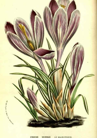 Reproducción/Reproduction 49587838487: Flore des serres et des jardins de l'Europe. A Gand :chez Louis van Houtte, eÌditeur,1845-1880.. 