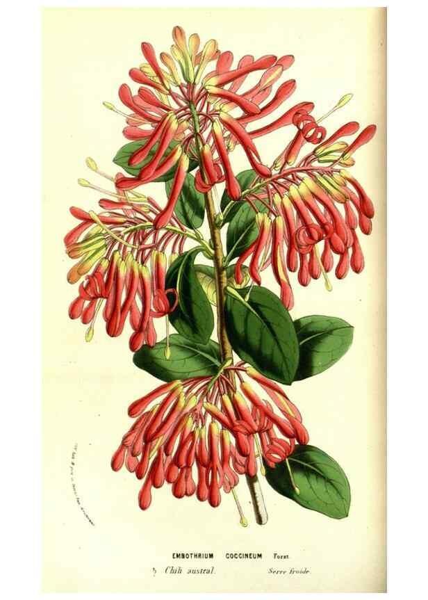 Reproducción/Reproduction 49587100953: Flore des serres et des jardins de l'Europe. A Gand :chez Louis van Houtte, eÌditeur,1845-1880.. 