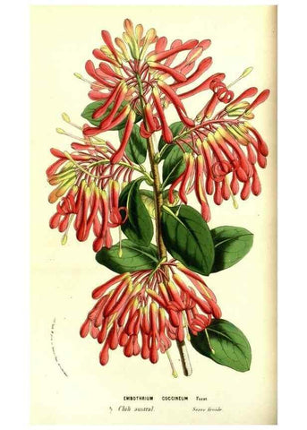 Reproducción/Reproduction 49587100953: Flore des serres et des jardins de l'Europe. A Gand :chez Louis van Houtte, eÌditeur,1845-1880.. 