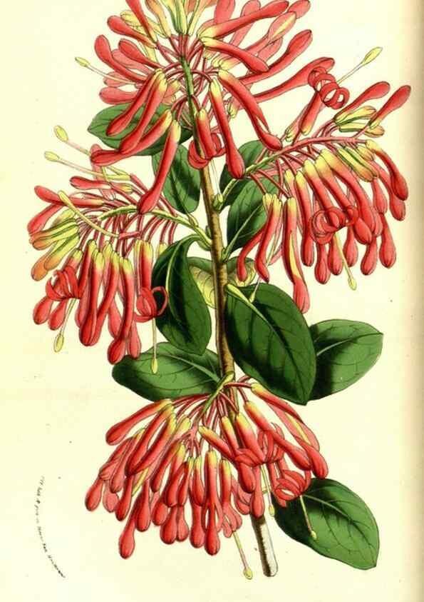 Reproducción/Reproduction 49587100953: Flore des serres et des jardins de l'Europe. A Gand :chez Louis van Houtte, eÌditeur,1845-1880.. 