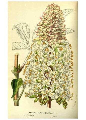 Reproducción/Reproduction 49587595581: Flore des serres et des jardins de l'Europe. A Gand :chez Louis van Houtte, eÌditeur,1845-1880.. 