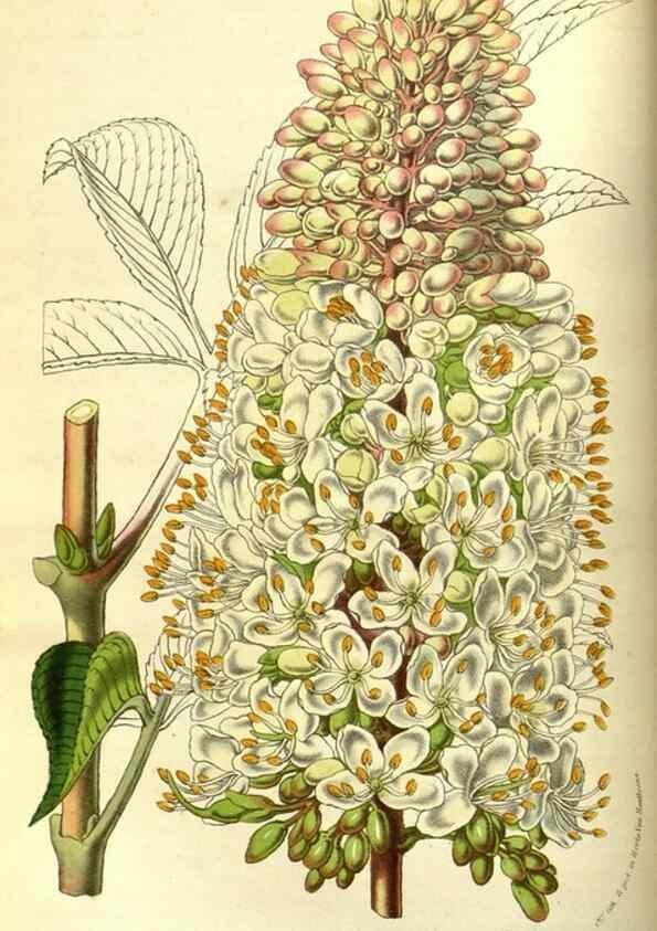 Reproducción/Reproduction 49587595581: Flore des serres et des jardins de l'Europe. A Gand :chez Louis van Houtte, eÌditeur,1845-1880.. 