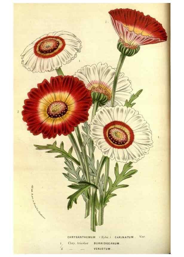Reproducción/Reproduction 49587839242: Flore des serres et des jardins de l'Europe. A Gand :chez Louis van Houtte, eÌditeur,1845-1880.. 