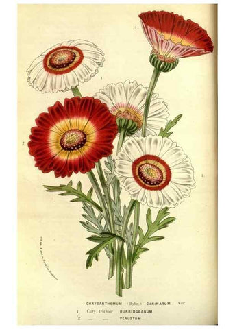 Reproducción/Reproduction 49587839242: Flore des serres et des jardins de l'Europe. A Gand :chez Louis van Houtte, eÌditeur,1845-1880.. 