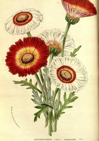 Reproducción/Reproduction 49587839242: Flore des serres et des jardins de l'Europe. A Gand :chez Louis van Houtte, eÌditeur,1845-1880.. 