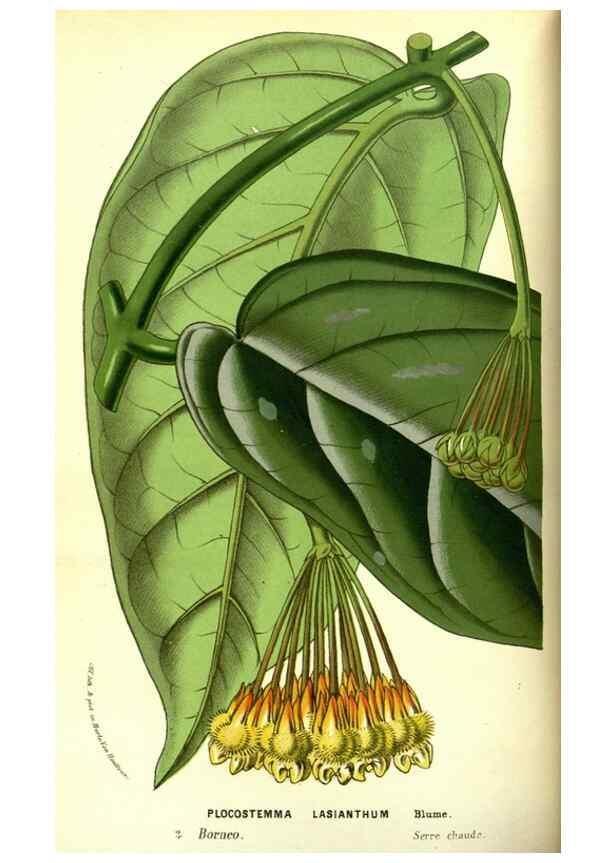 Reproducción/Reproduction 49587101793: Flore des serres et des jardins de l'Europe. A Gand :chez Louis van Houtte, eÌditeur,1845-1880.. 