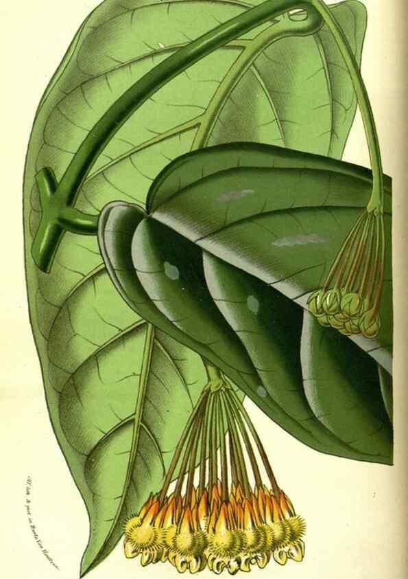 Reproducción/Reproduction 49587101793: Flore des serres et des jardins de l'Europe. A Gand :chez Louis van Houtte, eÌditeur,1845-1880.. 