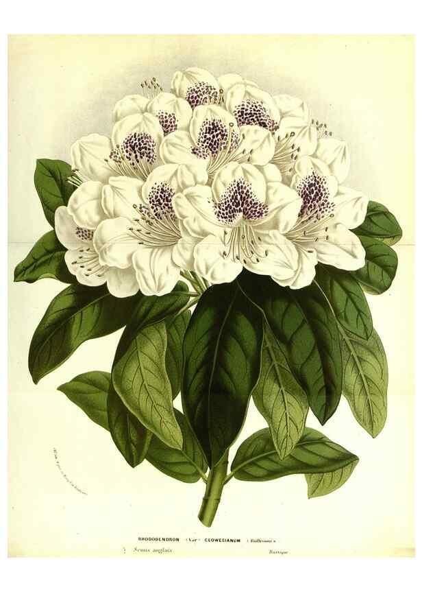 Reproducción/Reproduction 49587839727: Flore des serres et des jardins de l'Europe. A Gand :chez Louis van Houtte, eÌditeur,1845-1880.. 