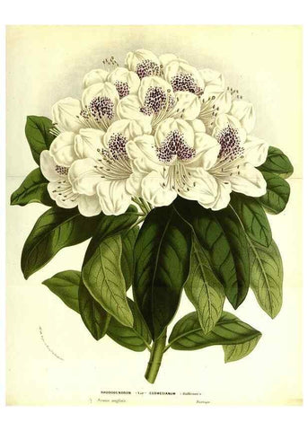 Reproducción/Reproduction 49587839727: Flore des serres et des jardins de l'Europe. A Gand :chez Louis van Houtte, eÌditeur,1845-1880.. 