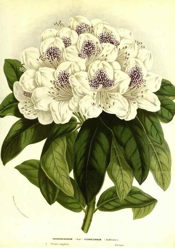 Reproducción/Reproduction 49587839727: Flore des serres et des jardins de l'Europe. A Gand :chez Louis van Houtte, eÌditeur,1845-1880.. 
