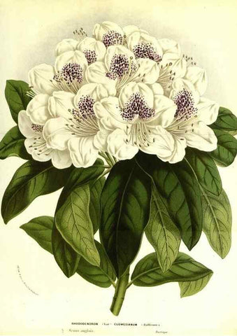 Reproducción/Reproduction 49587839727: Flore des serres et des jardins de l'Europe. A Gand :chez Louis van Houtte, eÌditeur,1845-1880.. 