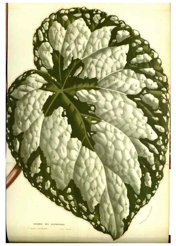 Reproducción/Reproduction 49587102288: Flore des serres et des jardins de l'Europe. A Gand :chez Louis van Houtte, eÌditeur,1845-1880.. 