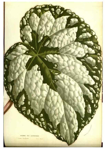 Reproducción/Reproduction 49587102288: Flore des serres et des jardins de l'Europe. A Gand :chez Louis van Houtte, eÌditeur,1845-1880.. 