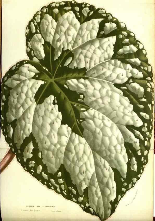 Reproducción/Reproduction 49587102288: Flore des serres et des jardins de l'Europe. A Gand :chez Louis van Houtte, eÌditeur,1845-1880.. 