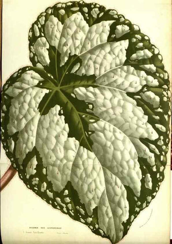 Reproducción/Reproduction 49587102288: Flore des serres et des jardins de l'Europe. A Gand :chez Louis van Houtte, eÌditeur,1845-1880.. 