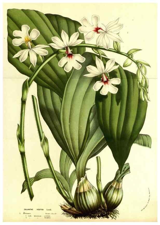 Reproducción/Reproduction 49587100433: Flore des serres et des jardins de l'Europe. A Gand :chez Louis van Houtte, eÌditeur,1845-1880.. 