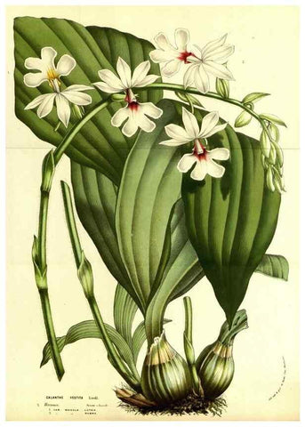 Reproducción/Reproduction 49587100433: Flore des serres et des jardins de l'Europe. A Gand :chez Louis van Houtte, eÌditeur,1845-1880.. 