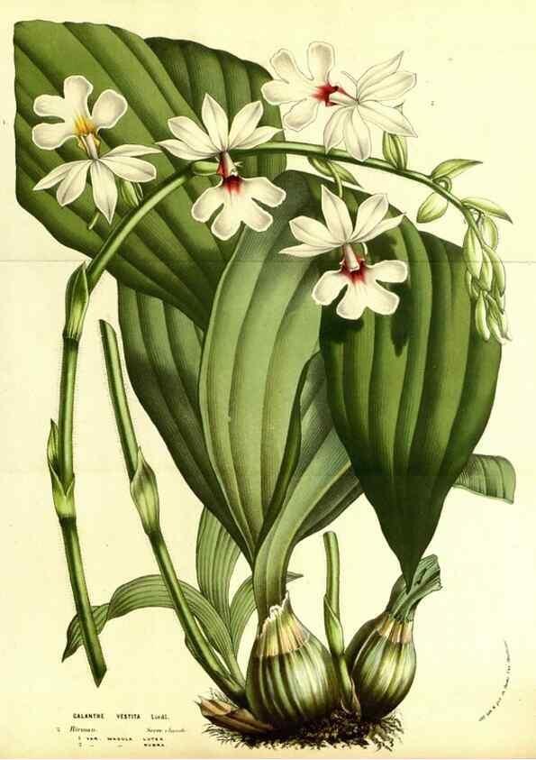 Reproducción/Reproduction 49587100433: Flore des serres et des jardins de l'Europe. A Gand :chez Louis van Houtte, eÌditeur,1845-1880.. 