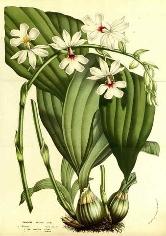 Reproducción/Reproduction 49587100433: Flore des serres et des jardins de l'Europe. A Gand :chez Louis van Houtte, eÌditeur,1845-1880.. 
