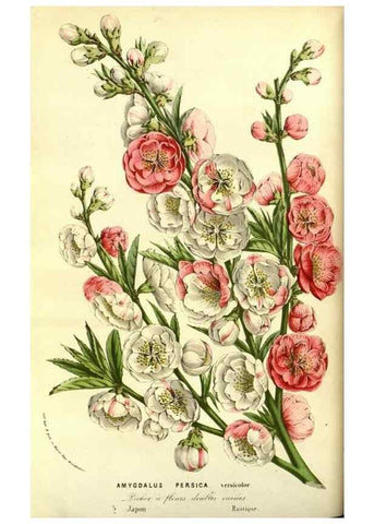 Reproducción/Reproduction 49587102618: Flore des serres et des jardins de l'Europe. A Gand :chez Louis van Houtte, eÌditeur,1845-1880.. 