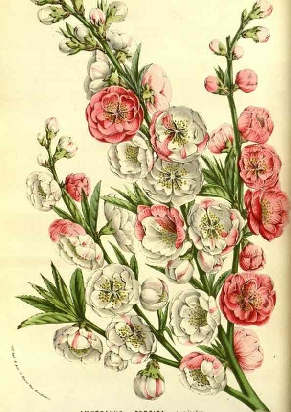 Reproducción/Reproduction 49587102618: Flore des serres et des jardins de l'Europe. A Gand :chez Louis van Houtte, eÌditeur,1845-1880.. 
