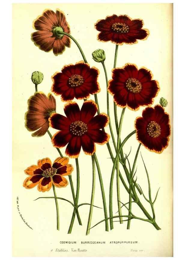 Reproducción/Reproduction 49587597736: Flore des serres et des jardins de l'Europe. A Gand :chez Louis van Houtte, eÌditeur,1845-1880.. 