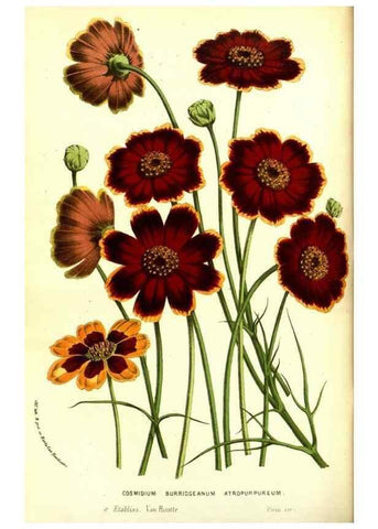 Reproducción/Reproduction 49587597736: Flore des serres et des jardins de l'Europe. A Gand :chez Louis van Houtte, eÌditeur,1845-1880.. 