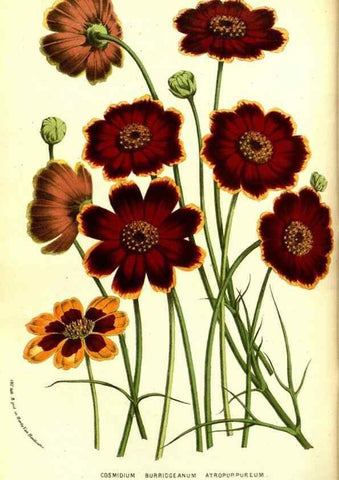 Reproducción/Reproduction 49587597736: Flore des serres et des jardins de l'Europe. A Gand :chez Louis van Houtte, eÌditeur,1845-1880.. 