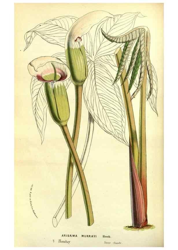 Reproducción/Reproduction 49587841307: Flore des serres et des jardins de l'Europe. A Gand :chez Louis van Houtte, eÌditeur,1845-1880.. 