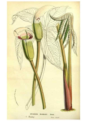 Reproducción/Reproduction 49587841307: Flore des serres et des jardins de l'Europe. A Gand :chez Louis van Houtte, eÌditeur,1845-1880.. 