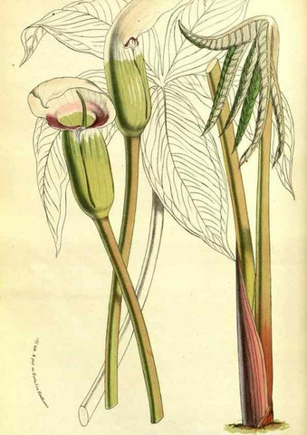 Reproducción/Reproduction 49587841307: Flore des serres et des jardins de l'Europe. A Gand :chez Louis van Houtte, eÌditeur,1845-1880.. 
