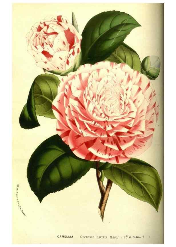 Reproducción/Reproduction 49587598211: Flore des serres et des jardins de l'Europe. A Gand :chez Louis van Houtte, eÌditeur,1845-1880.. 