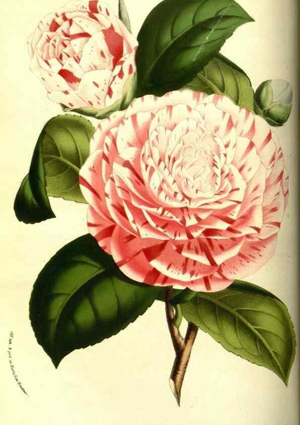 Reproducción/Reproduction 49587598211: Flore des serres et des jardins de l'Europe. A Gand :chez Louis van Houtte, eÌditeur,1845-1880.. 